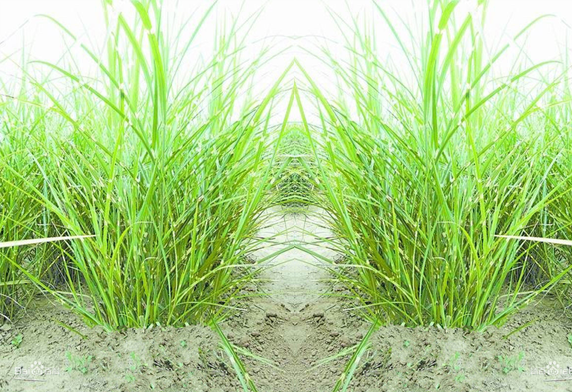 嶗峪苔草