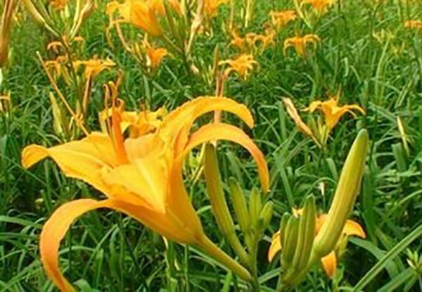 黃花菜
