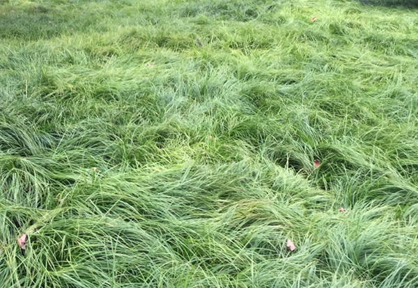 青綠苔草